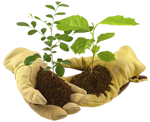 Productions de plants