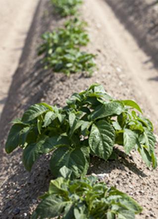 Production de plants